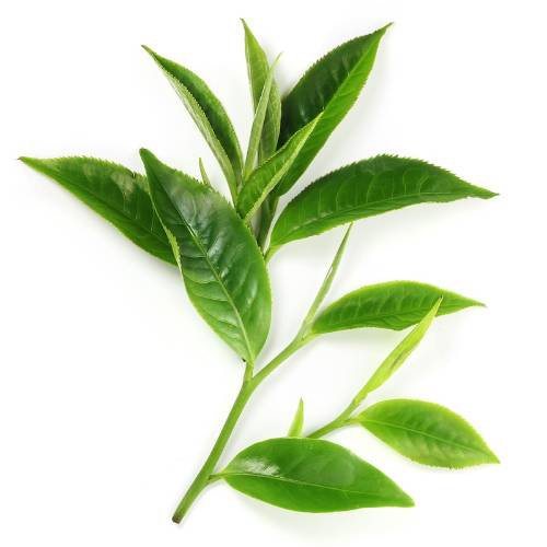 Garnier Green Tea Ingredient Image